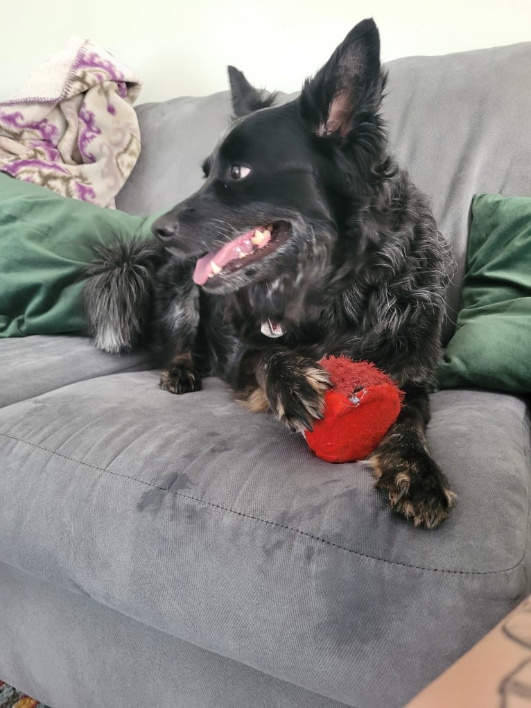 Odin 'stinky butt' Mussatti, an Australian Cattle Dog tested with EmbarkVet.com