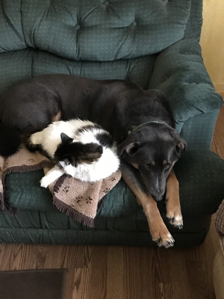 Hudson, a Catahoula Leopard Dog and German Shepherd Dog mix tested with EmbarkVet.com