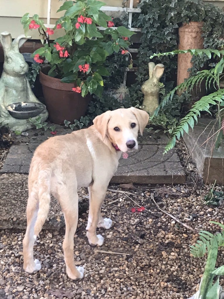 Willow, a Labrador Retriever and Treeing Walker Coonhound mix tested with EmbarkVet.com