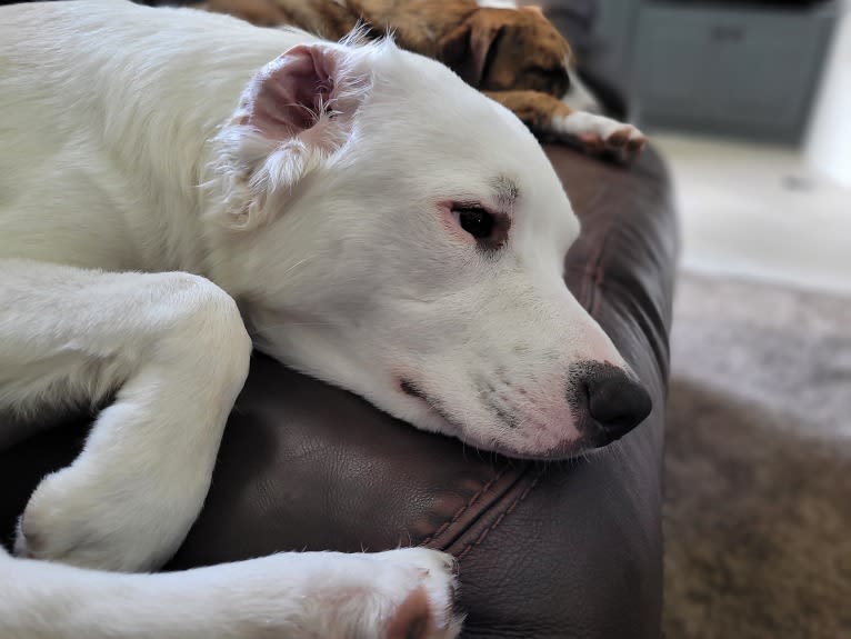 Thor, an American Pit Bull Terrier and Australian Shepherd mix tested with EmbarkVet.com