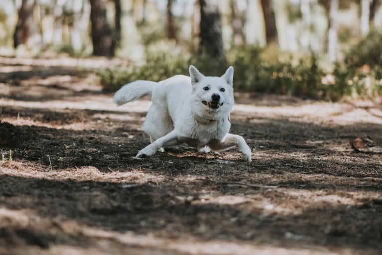 Nuru, a Japanese or Korean Village Dog and Jindo mix tested with EmbarkVet.com