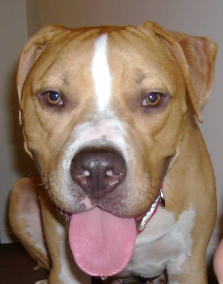 Bosco, an American Pit Bull Terrier and American Staffordshire Terrier mix tested with EmbarkVet.com
