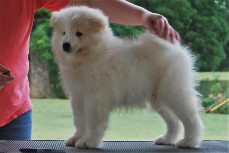 Camelot, a Samoyed tested with EmbarkVet.com