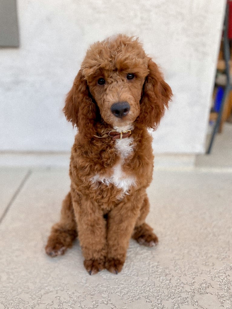 Tormund, a Poodle tested with EmbarkVet.com