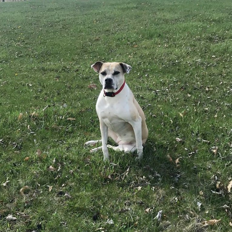 Kita Bonita, an American Bulldog and Chow Chow mix tested with EmbarkVet.com