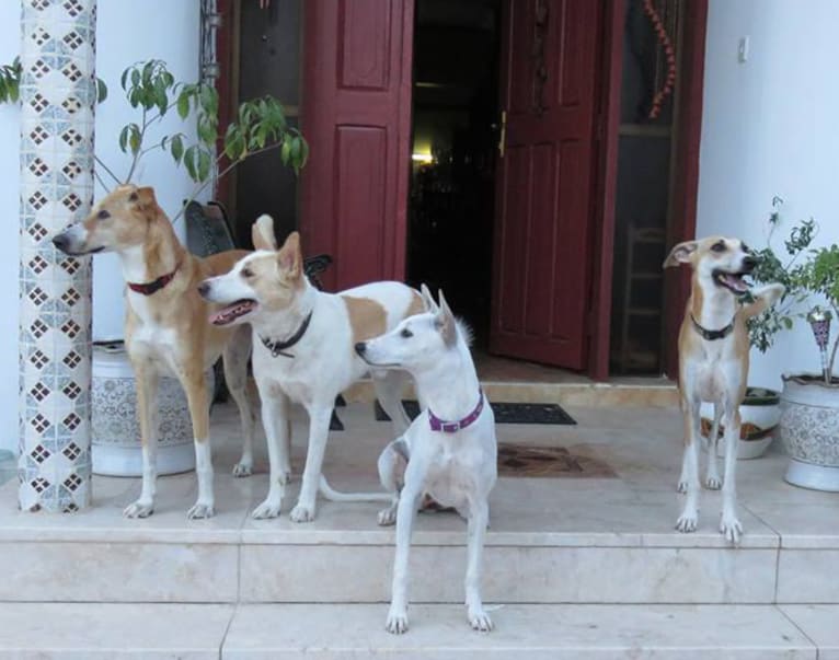 Jasmine, an Arabian Village Dog tested with EmbarkVet.com