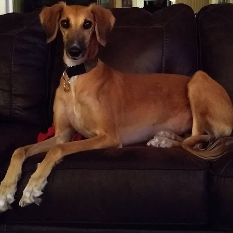 Sahara, a Saluki tested with EmbarkVet.com