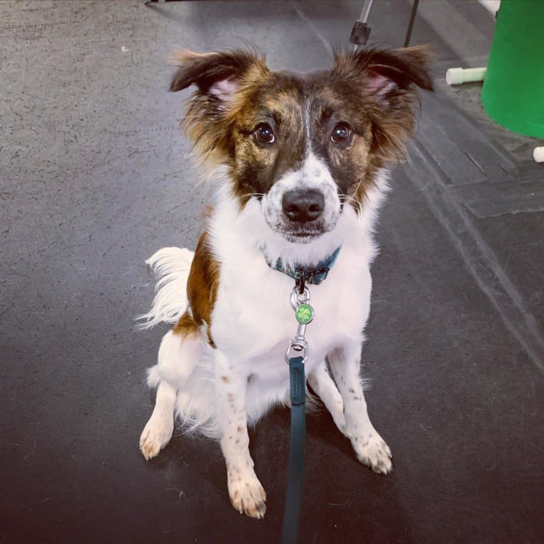 Bender, a Whippet and Border Collie mix tested with EmbarkVet.com