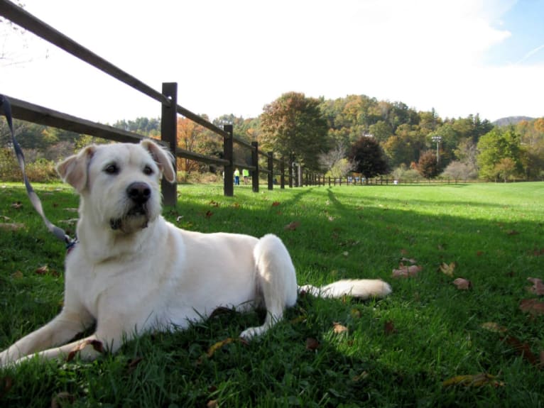 Gunther, a Great Pyrenees and Beagle mix tested with EmbarkVet.com