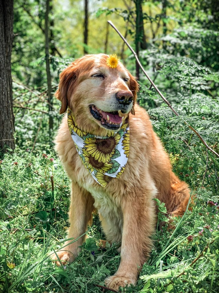 Jake, a Golden Retriever and Cocker Spaniel mix tested with EmbarkVet.com