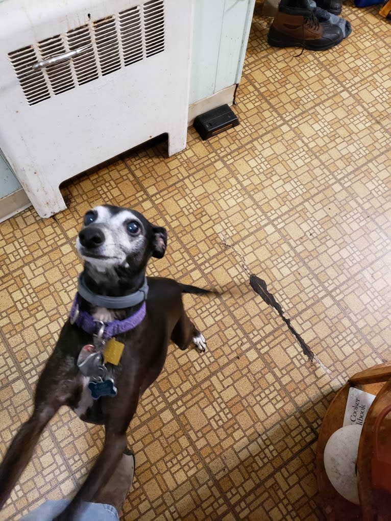 Slinky, an Italian Greyhound tested with EmbarkVet.com