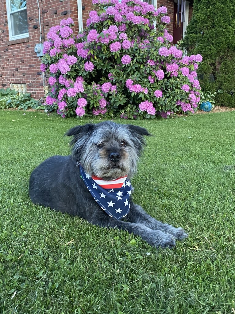 Boscoe, a Standard Schnauzer and Chinese Shar-Pei mix tested with EmbarkVet.com