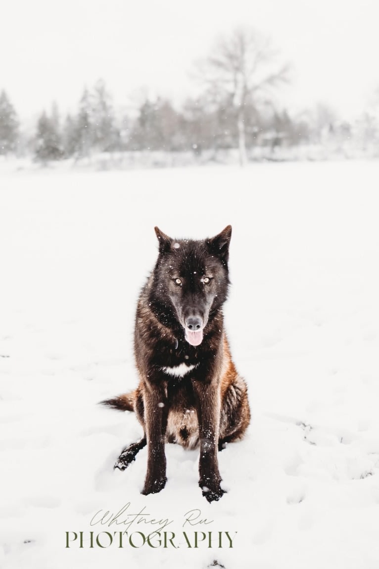 Rogue a dog tested with EmbarkVet.com