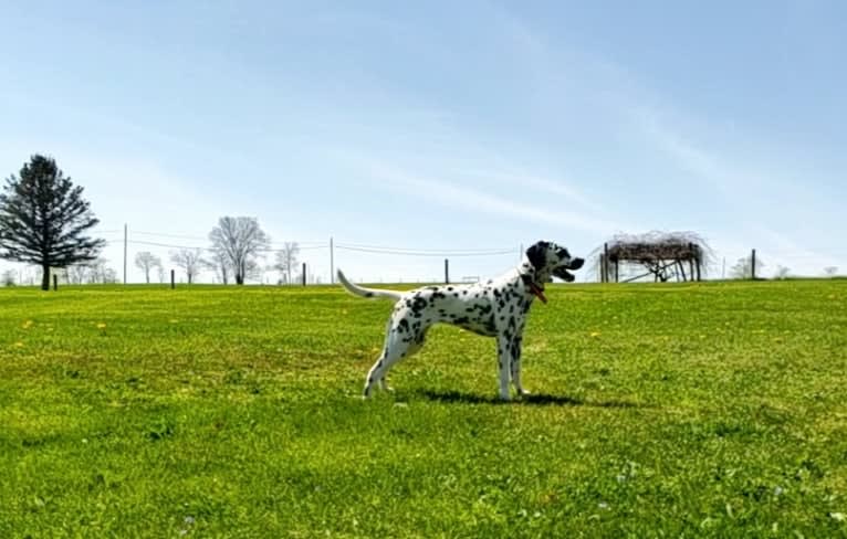 Firefly, a Dalmatian tested with EmbarkVet.com