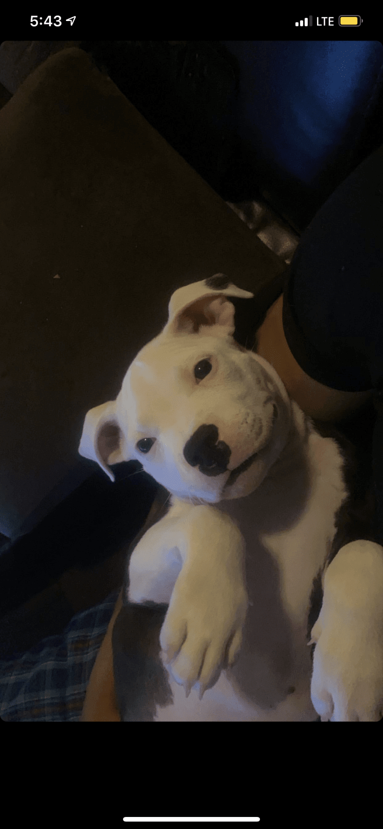 Max Lewis Cannady, an American Pit Bull Terrier and American Staffordshire Terrier mix tested with EmbarkVet.com