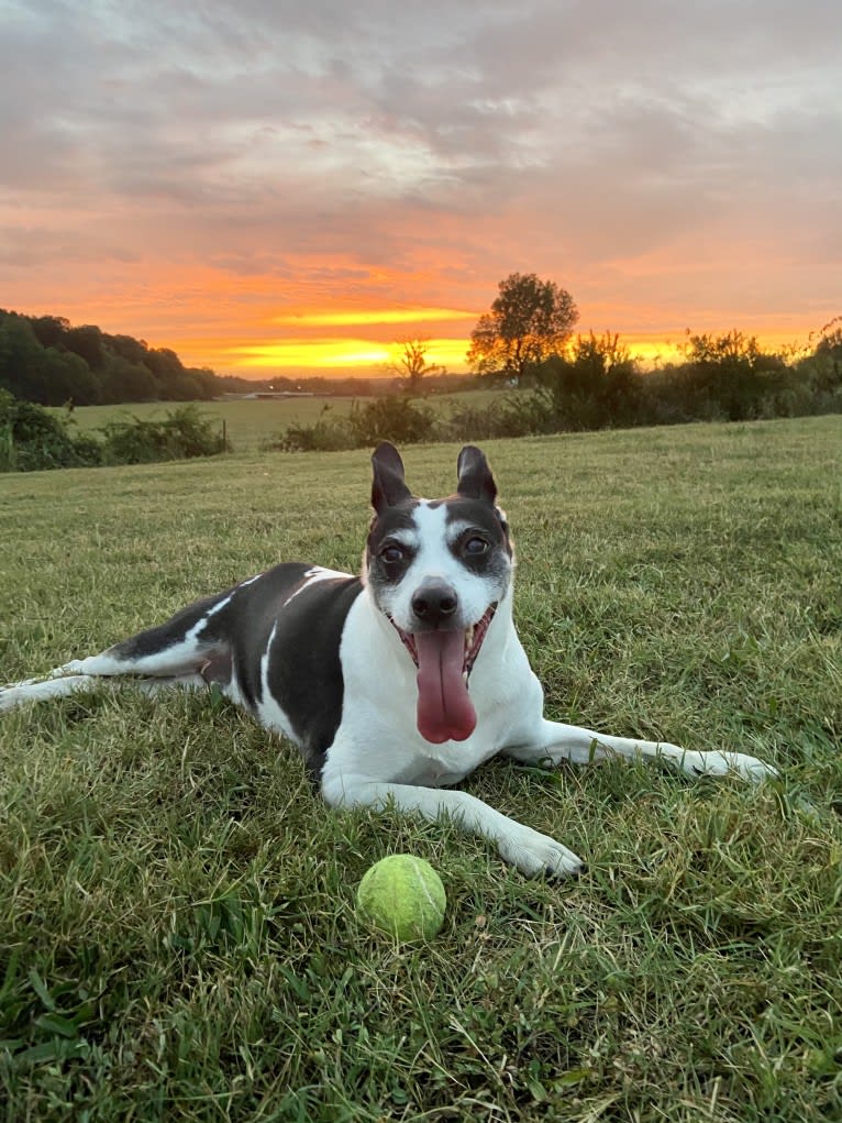 Maddie, an American Pit Bull Terrier and Rat Terrier mix tested with EmbarkVet.com