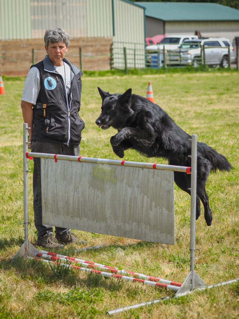 Knife, a Belgian Shepherd tested with EmbarkVet.com