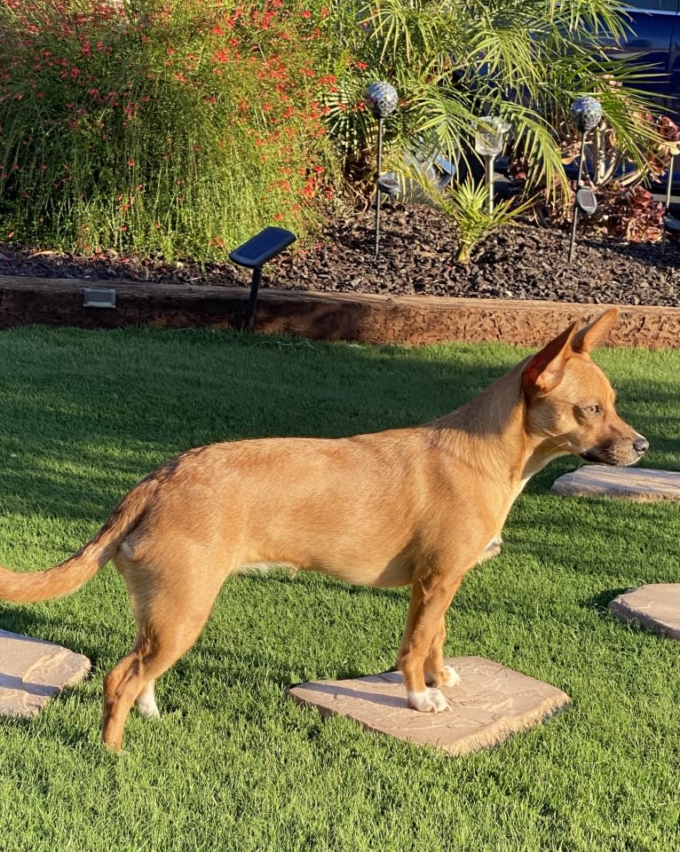 Scarlet, an Australian Cattle Dog and Chihuahua mix tested with EmbarkVet.com