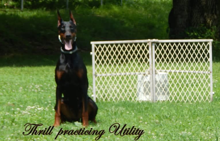 Thrill, a Doberman Pinscher tested with EmbarkVet.com