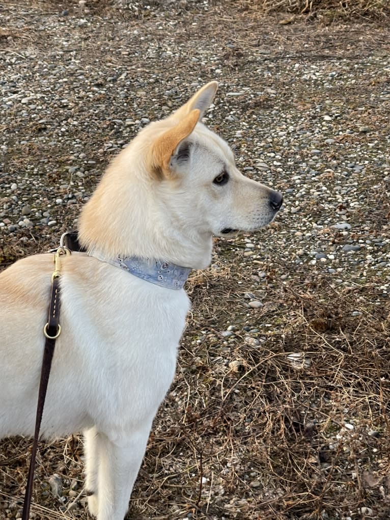 Nala, a Labrador Retriever and Chow Chow mix tested with EmbarkVet.com