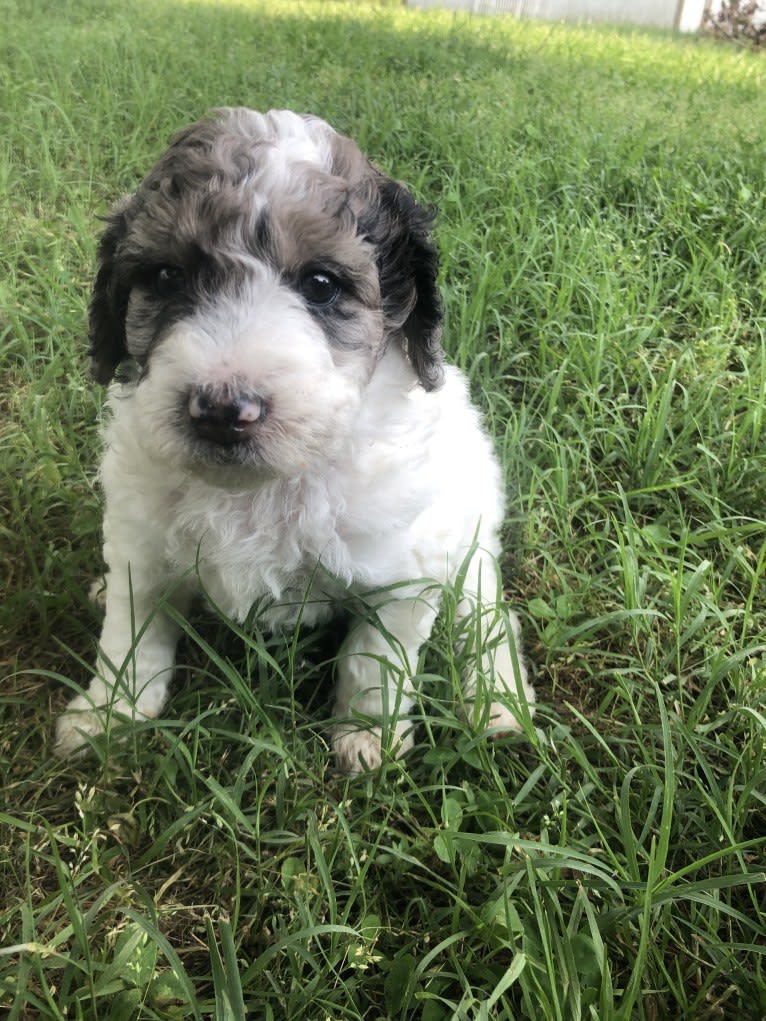 Nova, a Poodle (Standard) and Golden Retriever mix tested with EmbarkVet.com