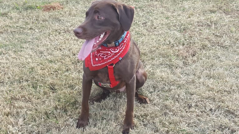 Rosco, a Labrador Retriever and Great Pyrenees mix tested with EmbarkVet.com