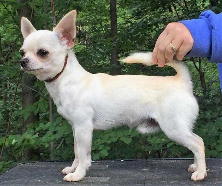 Camo, a Chihuahua tested with EmbarkVet.com