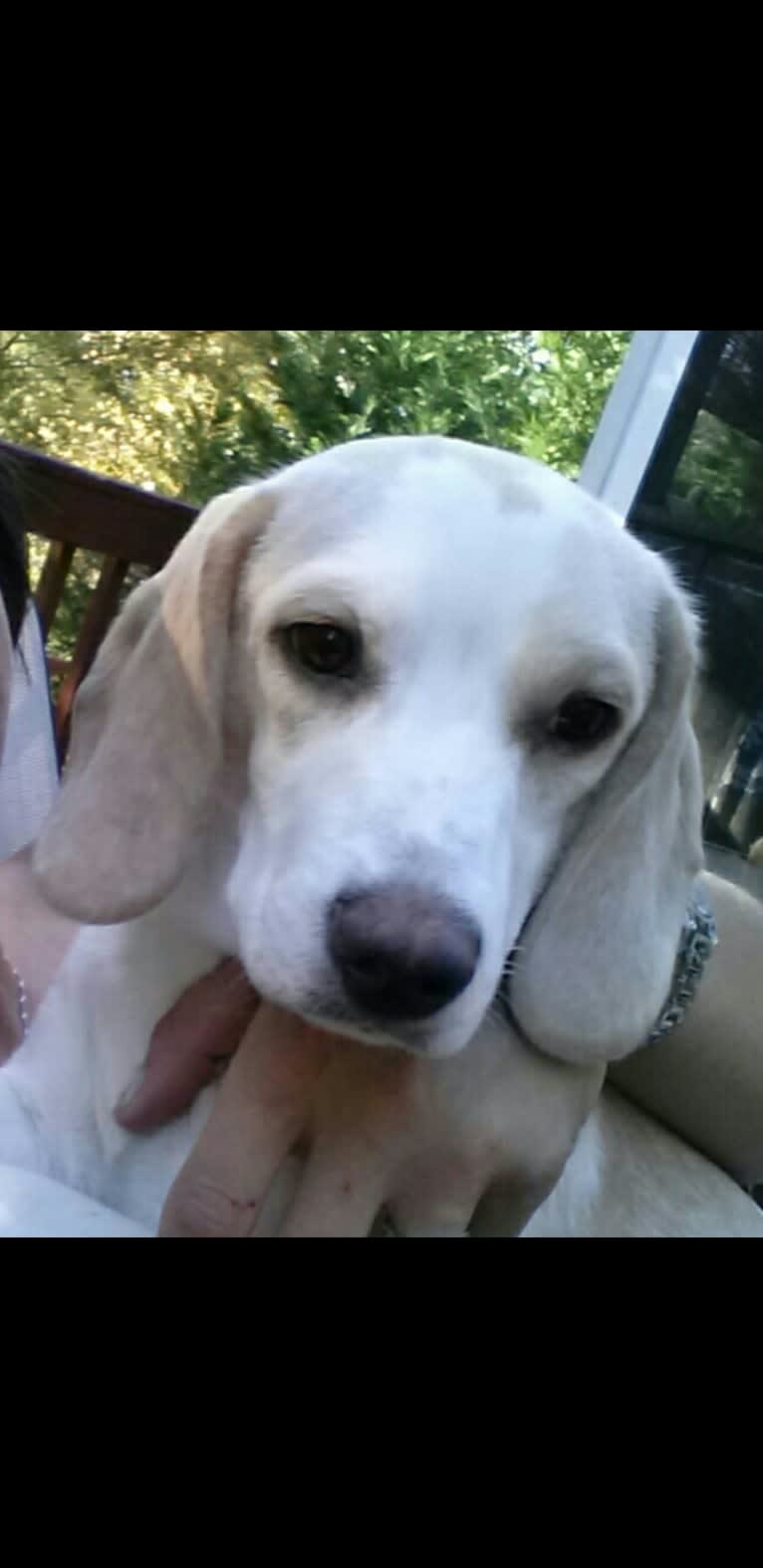 Sweety, a Beagle (5.5% unresolved) tested with EmbarkVet.com