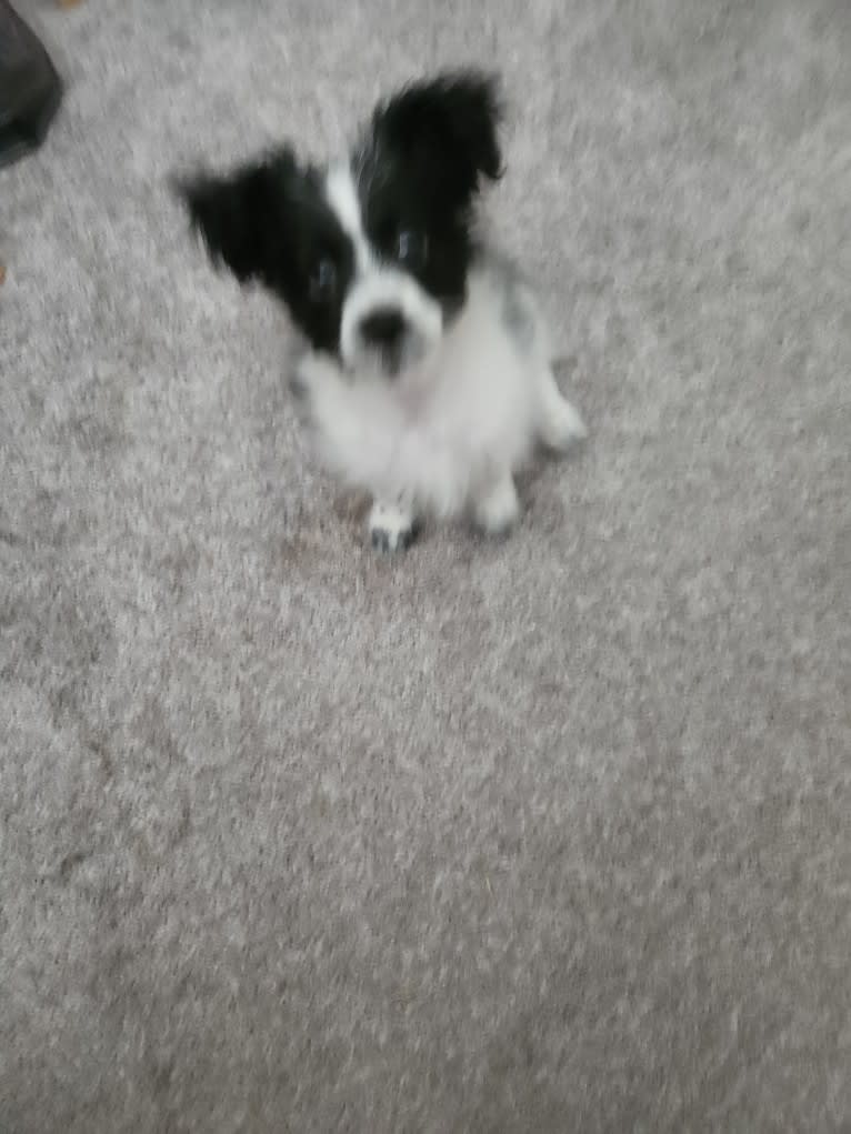 Sarah, a Shih Tzu and Poodle (Small) mix tested with EmbarkVet.com