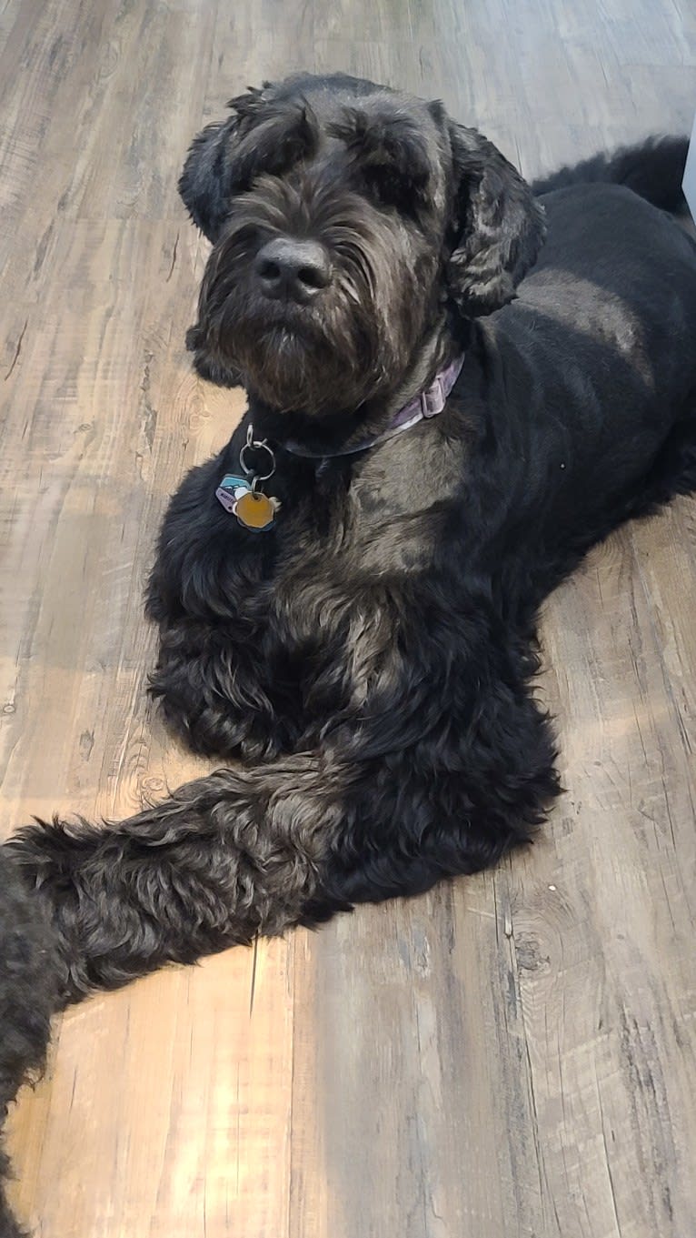 Nightingale, a Black Russian Terrier tested with EmbarkVet.com