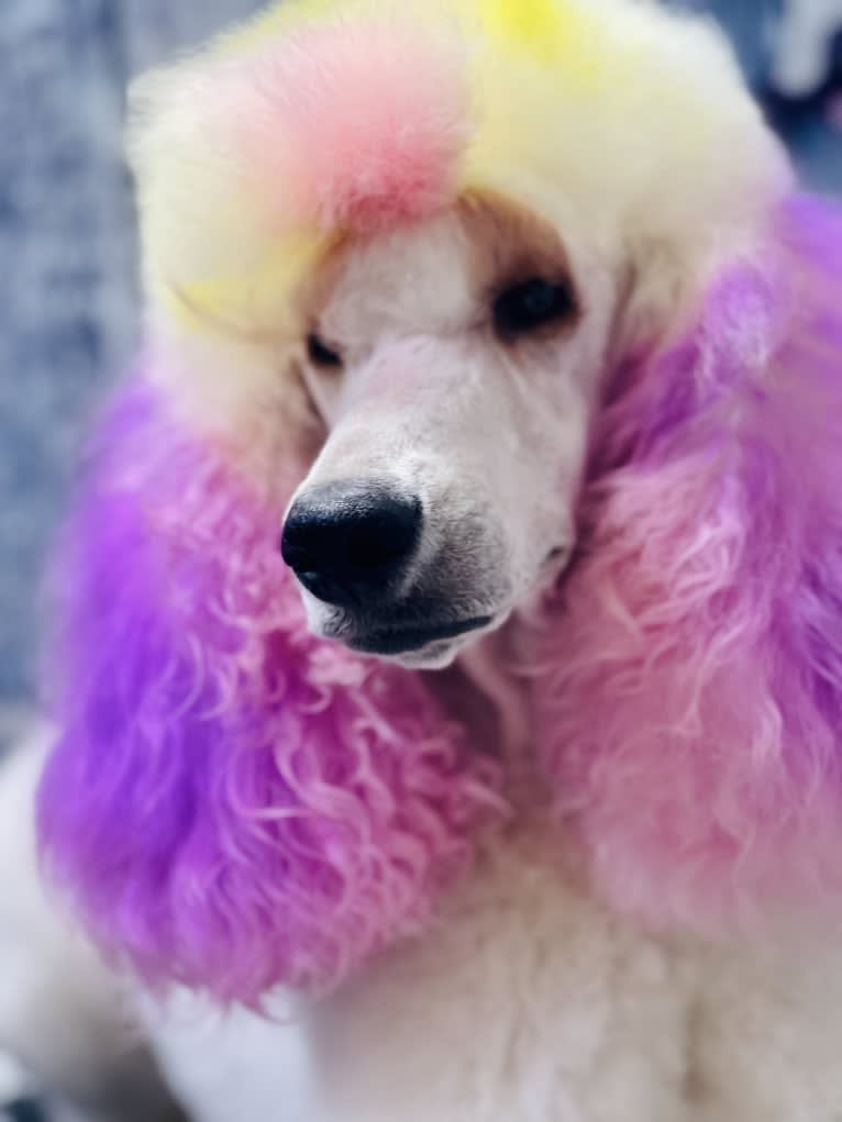 Dolly, a Poodle (Standard) tested with EmbarkVet.com