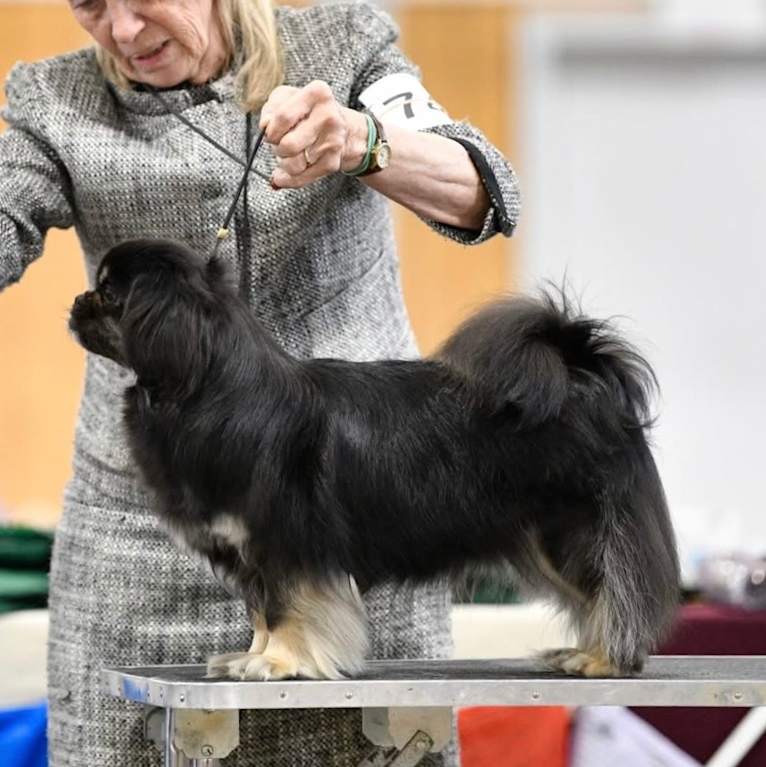 Lily, a Tibetan Spaniel tested with EmbarkVet.com