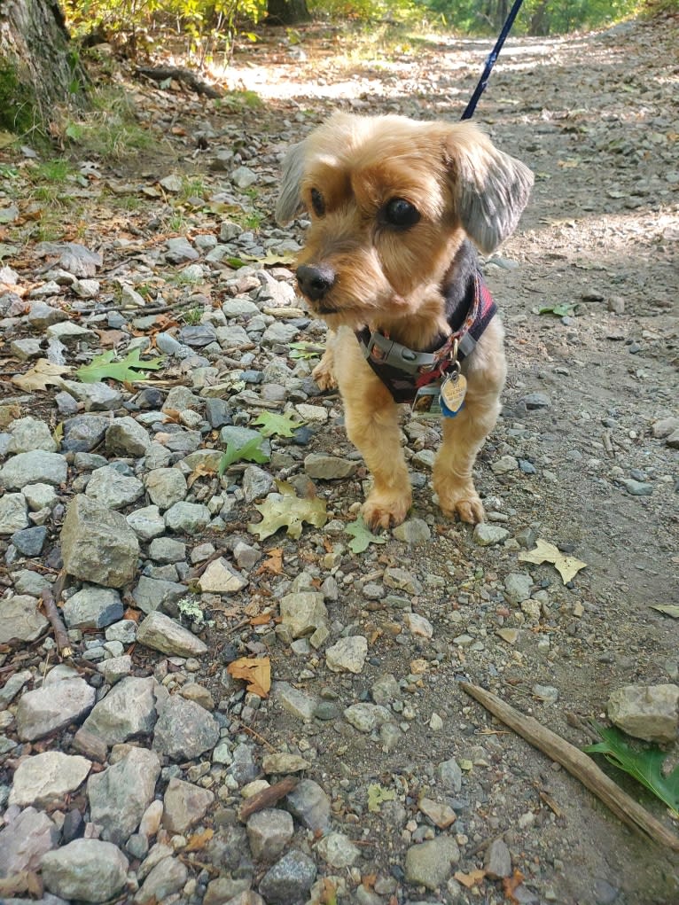 Yuki, a Yorkshire Terrier tested with EmbarkVet.com