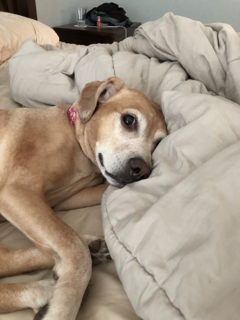 Kimber, an American Pit Bull Terrier and Cocker Spaniel mix tested with EmbarkVet.com