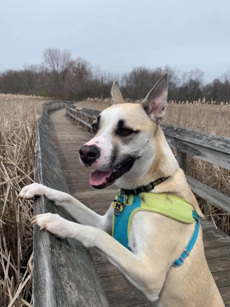 Titan, a Siberian Husky and American Pit Bull Terrier mix tested with EmbarkVet.com