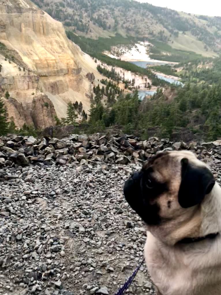 Barkley, a Pug tested with EmbarkVet.com