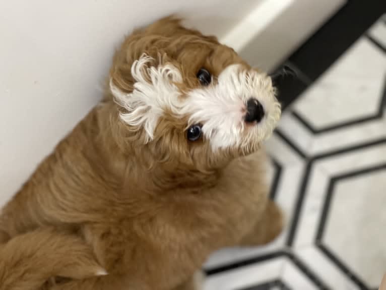 Whiskey, a Bernedoodle tested with EmbarkVet.com