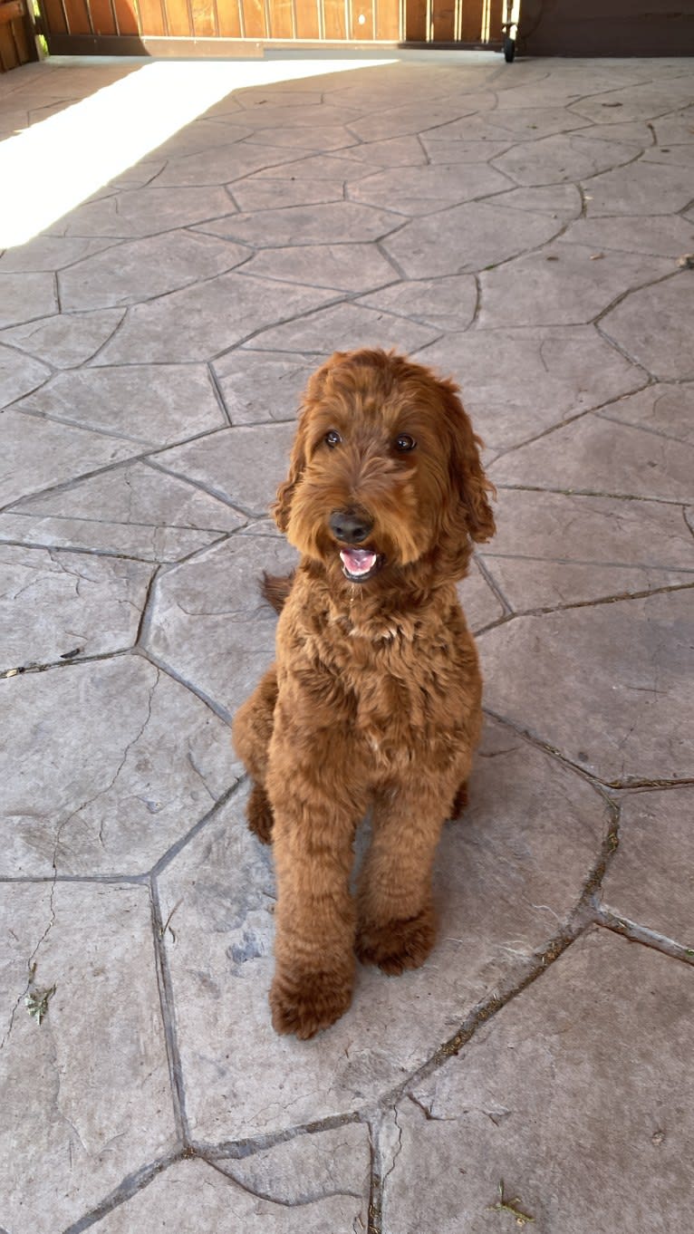 Bailey, a Goldendoodle tested with EmbarkVet.com