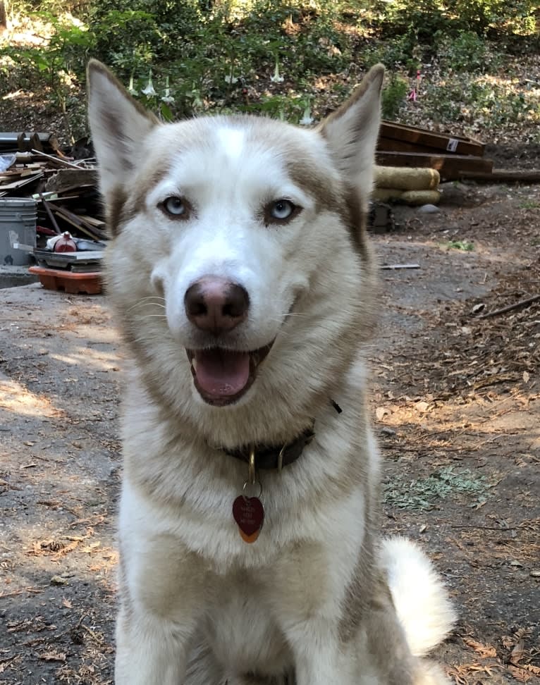 Marley, a Siberian Husky tested with EmbarkVet.com