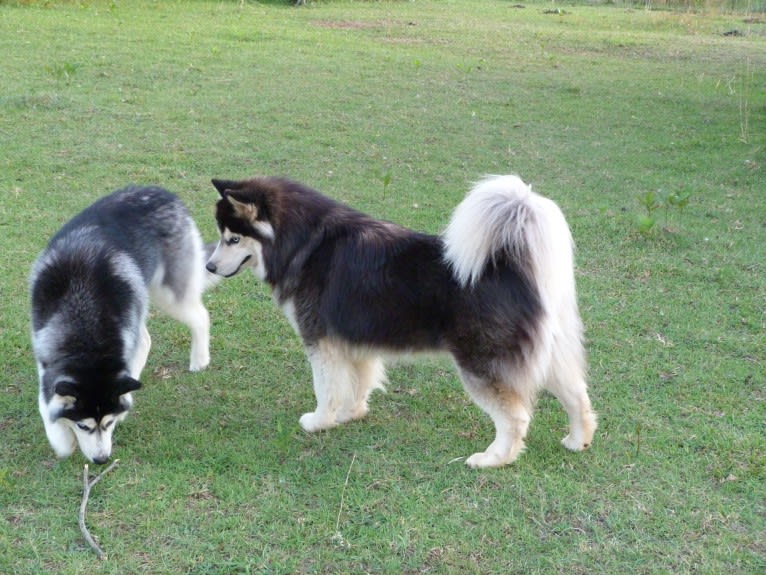 "NEO" NOVEL SIBERIAN'S SLEIGH RIDE, a Siberian Husky tested with EmbarkVet.com