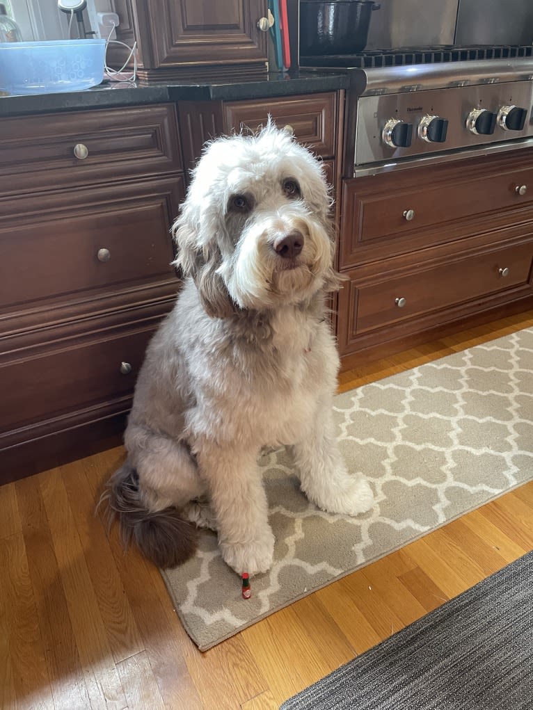 Roscoe, a Poodle (Standard) and Golden Retriever mix tested with EmbarkVet.com