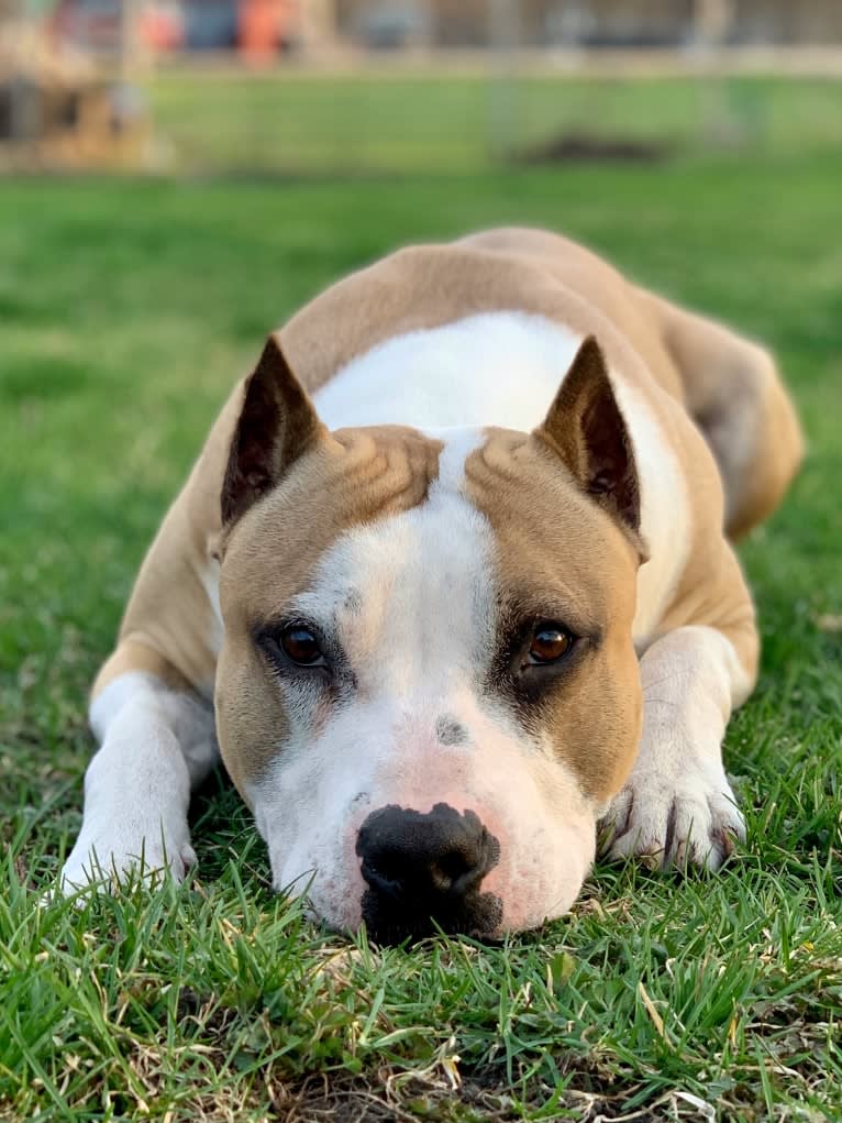 Esoteric’s Foretold in Bones, an American Staffordshire Terrier tested with EmbarkVet.com