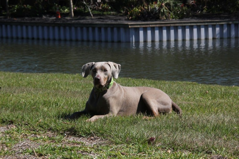 Major, a Catahoula Leopard Dog and Labrador Retriever mix tested with EmbarkVet.com