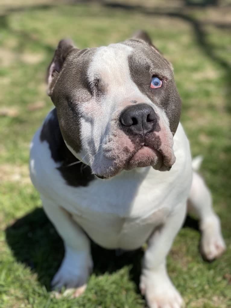 Rhino, an American Bully and Bulldog mix tested with EmbarkVet.com