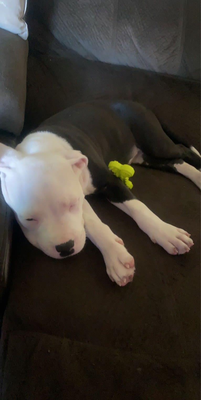 Max Lewis Cannady, an American Pit Bull Terrier and American Staffordshire Terrier mix tested with EmbarkVet.com