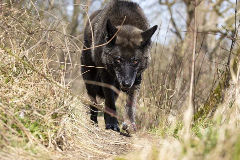 Tanis, an European Village Dog tested with EmbarkVet.com