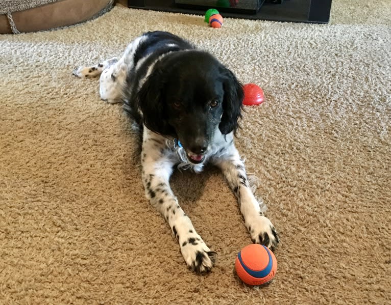 Jack, a Brittany tested with EmbarkVet.com