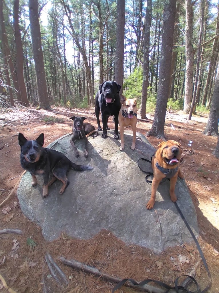 Moon, an American Village Dog and Rottweiler mix tested with EmbarkVet.com