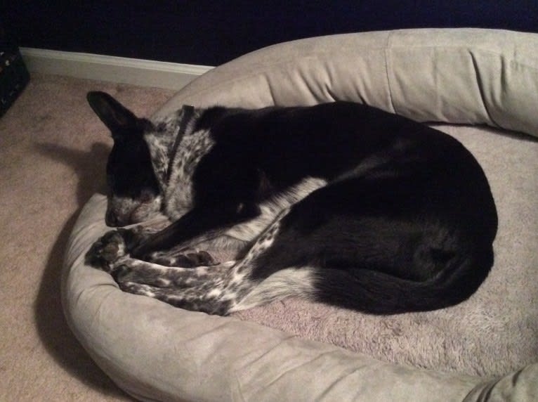 Bandit, a German Shepherd Dog and Border Collie mix tested with EmbarkVet.com
