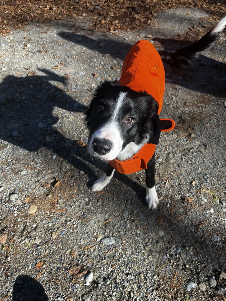 DDF Arlo, a Border Collie tested with EmbarkVet.com